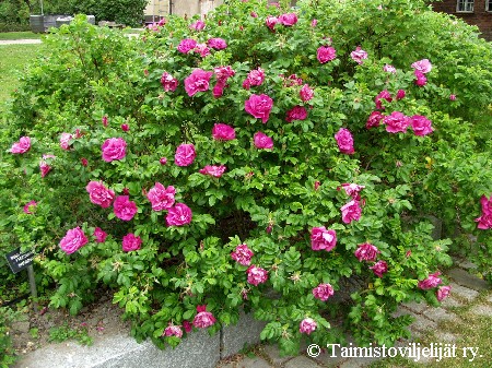 Rosa Rugosa-ryhmä 'Scarlet Pavement'